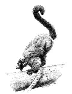 Pen illustration of a lemur