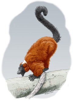 Digital illustration of a lemur