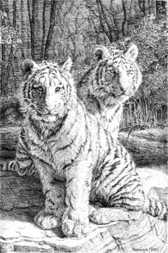 Pen illustration of two tiger cubs