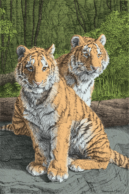 Digital coloring added to pen illustration of two tiger cubs