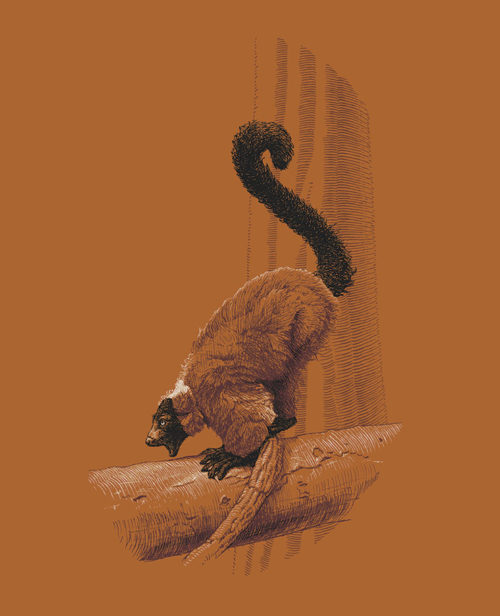 Drawing of a Red Ruffed Lemur