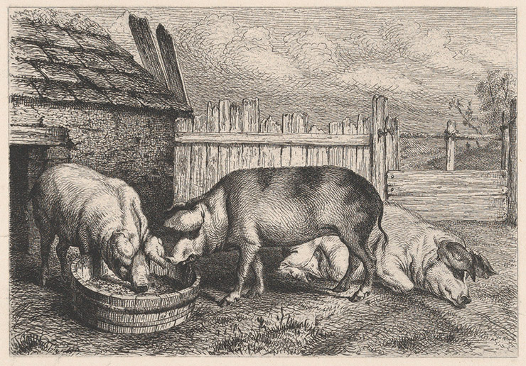 Etching of three pigs near a fence