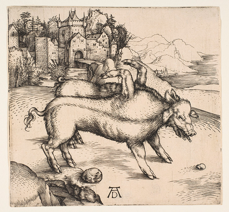 Engraving of a monstrous pig by Durer